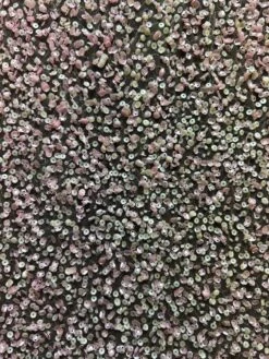 Pink Sequinned Lace - Zainab -Elegance in Lace Zainab 1